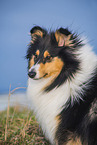 female Collie