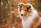 young Collie