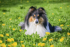 female Collie