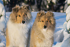 young Collies