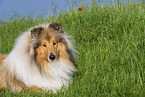 Collie