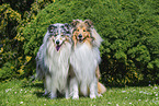 Collies