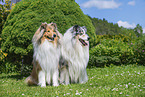 Collies