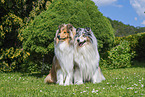 Collies