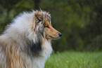 Collie