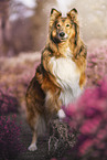 longhaired Collie