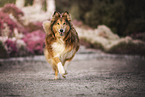 longhaired Collie