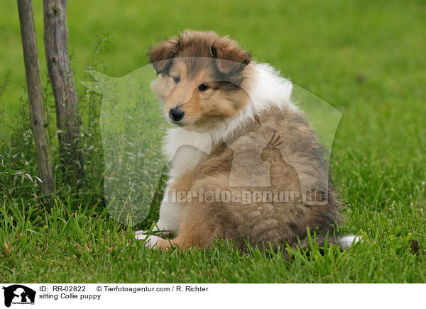 Collie Welpe sitzt im Gras / sitting Collie puppy / RR-02822