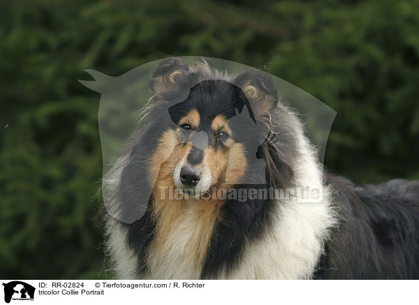 tricolor Collie Portrait / tricolor Collie Portrait / RR-02824