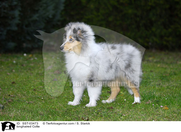 Langhaarcollie / longhaired Collie / SST-03473