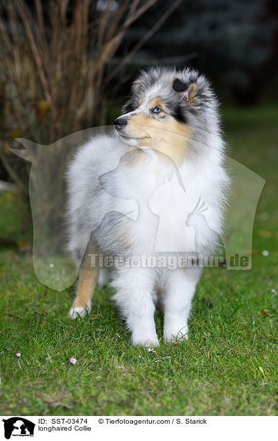 Langhaarcollie / longhaired Collie / SST-03474