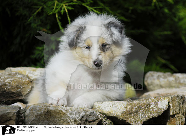 Langhaar Collie Welpe / Collie puppy / SST-03826