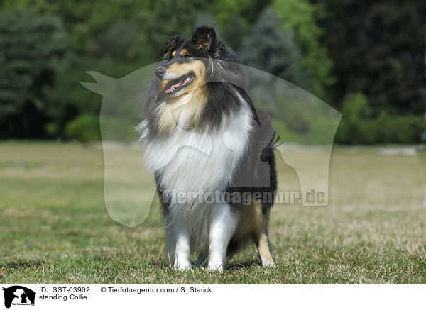 stehender Collie / standing Collie / SST-03902