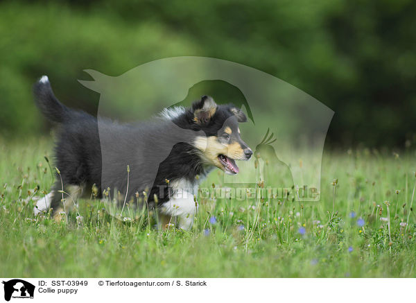 Langhaar Collie Welpe / Collie puppy / SST-03949