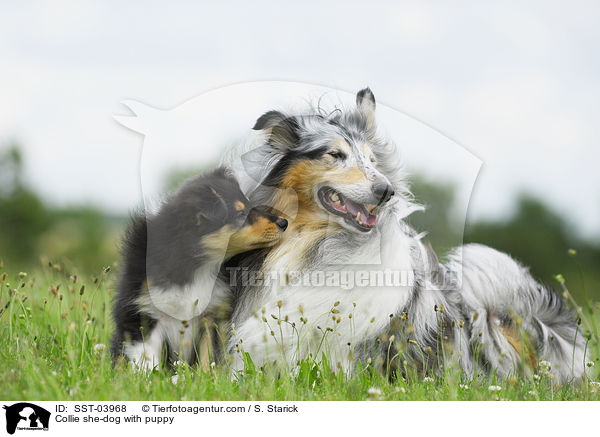 Collie Hndin mit Welpen / Collie she-dog with puppy / SST-03968