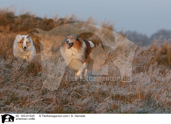 Amerikanischer Collie / american collie / SG-01525