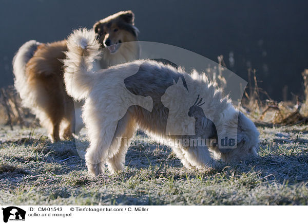 Langhaarcollie und Mischling / collie and mongrel / CM-01543