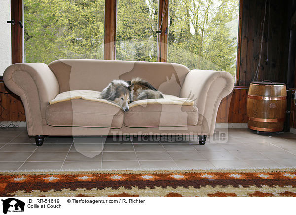 Collie auf Couch / Collie at Couch / RR-51619