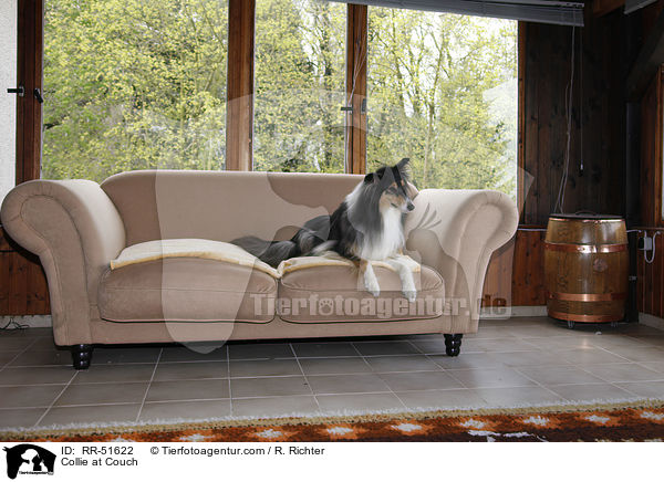 Collie auf Couch / Collie at Couch / RR-51622