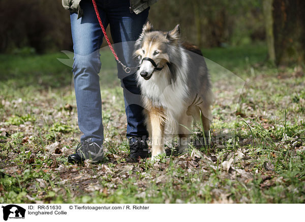 Langhaarcollie / longhaired Collie / RR-51630