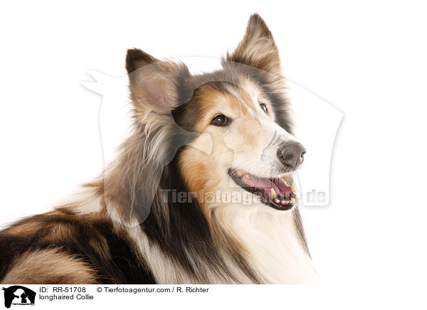 Langhaarcollie / longhaired Collie / RR-51708