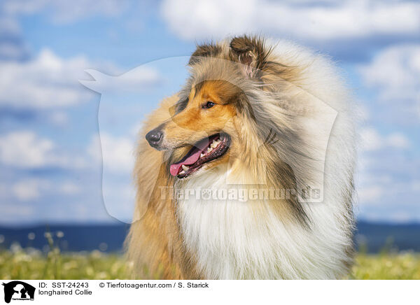 Langhaarcollie / longhaired Collie / SST-24243