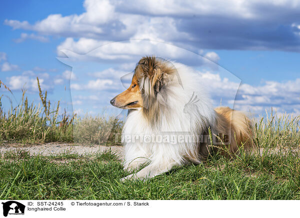 Langhaarcollie / longhaired Collie / SST-24245