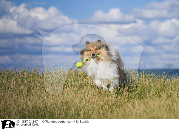 Langhaarcollie / longhaired Collie / SST-24247