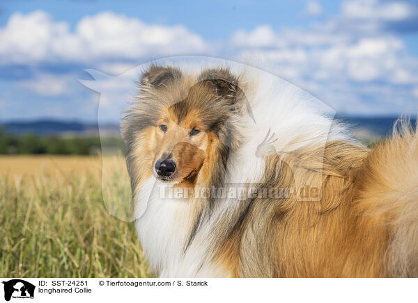 Langhaarcollie / longhaired Collie / SST-24251