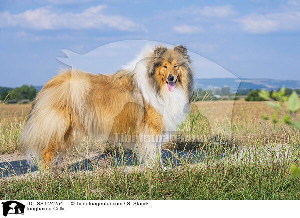 Langhaarcollie / longhaired Collie / SST-24254