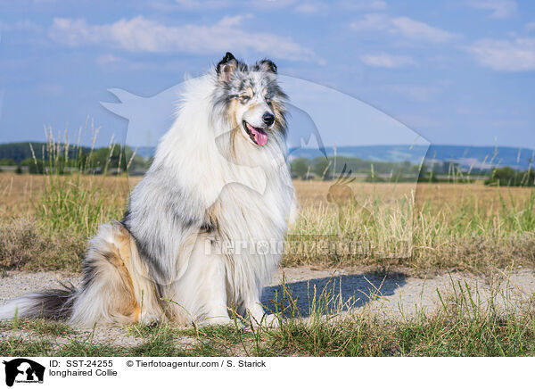 Langhaarcollie / longhaired Collie / SST-24255