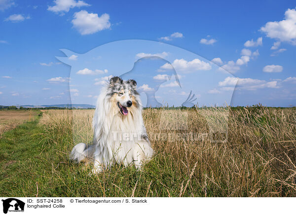 Langhaarcollie / longhaired Collie / SST-24258