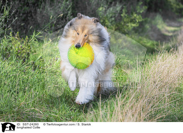 Langhaarcollie / longhaired Collie / SST-24260