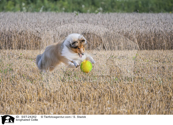 Langhaarcollie / longhaired Collie / SST-24262