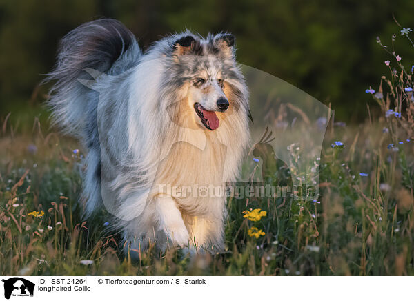 Langhaarcollie / longhaired Collie / SST-24264