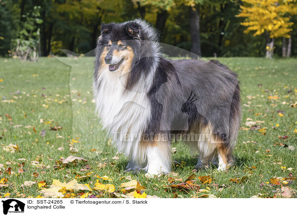 Langhaarcollie / longhaired Collie / SST-24265