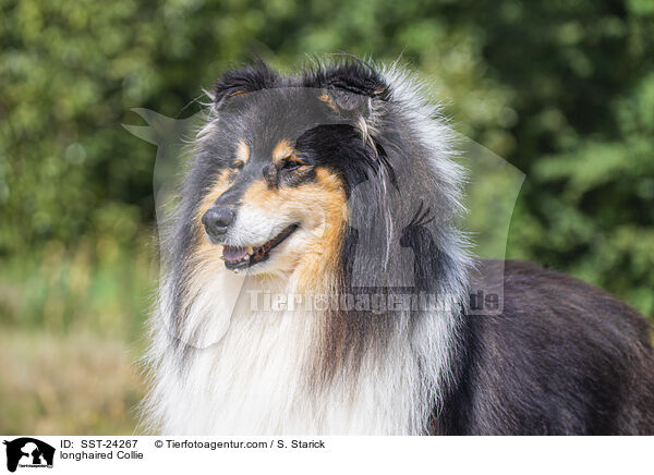 Langhaarcollie / longhaired Collie / SST-24267