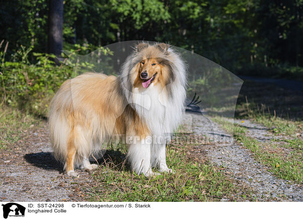 Langhaarcollie / longhaired Collie / SST-24298