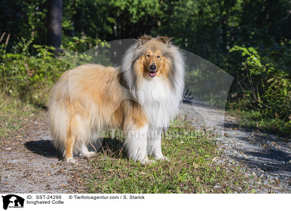 Langhaarcollie / longhaired Collie / SST-24299