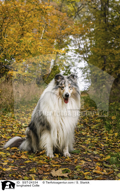 Langhaarcollie / longhaired Collie / SST-24334