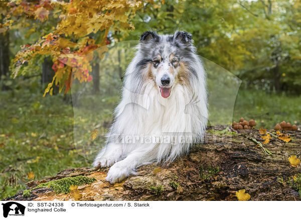 Langhaarcollie / longhaired Collie / SST-24338