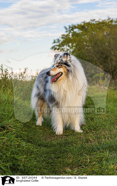 Langhaarcollie / longhaired Collie / SST-24344