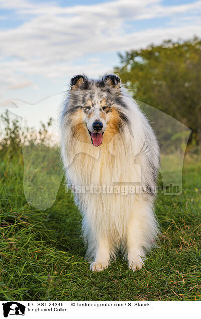 Langhaarcollie / longhaired Collie / SST-24346