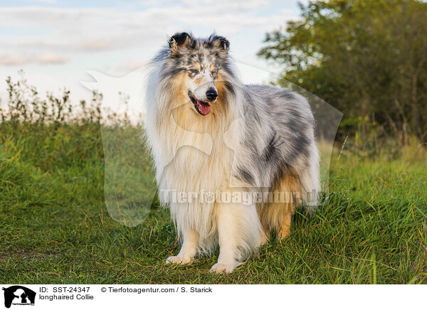 Langhaarcollie / longhaired Collie / SST-24347