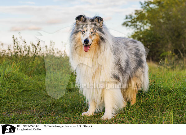 Langhaarcollie / longhaired Collie / SST-24348