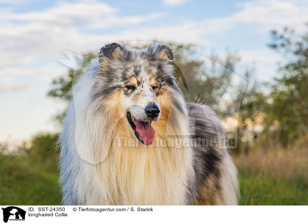 Langhaarcollie / longhaired Collie / SST-24350