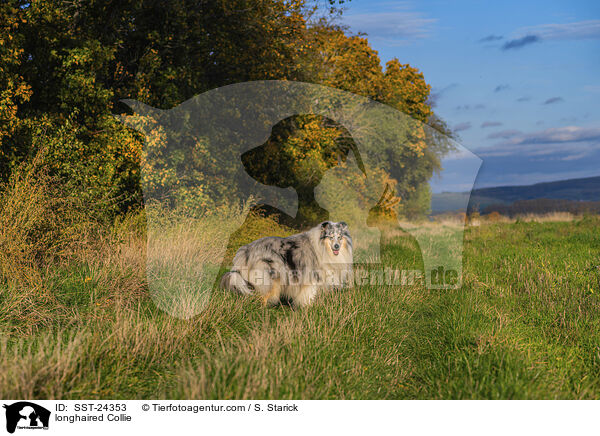 Langhaarcollie / longhaired Collie / SST-24353