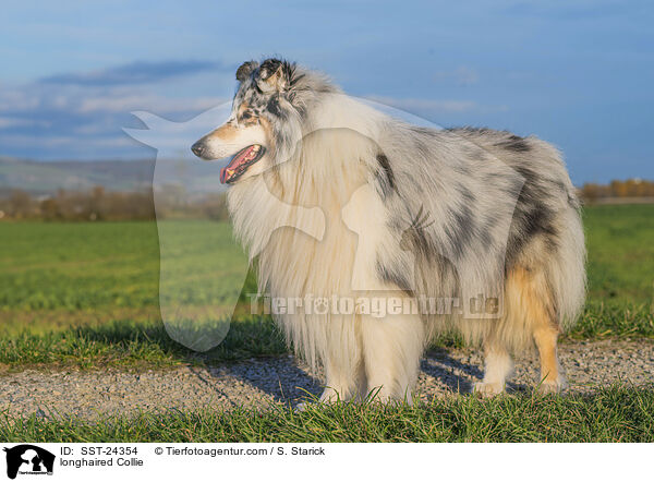 Langhaarcollie / longhaired Collie / SST-24354