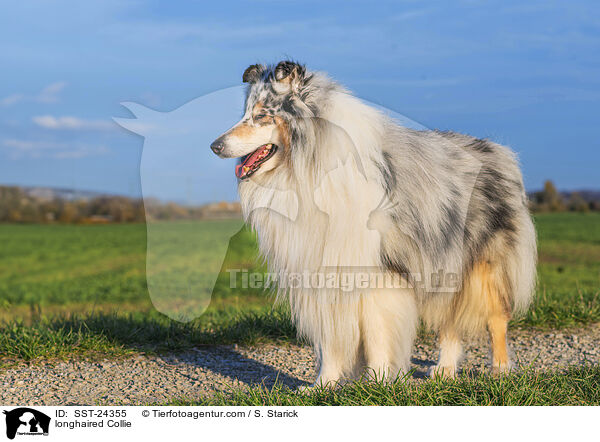 Langhaarcollie / longhaired Collie / SST-24355