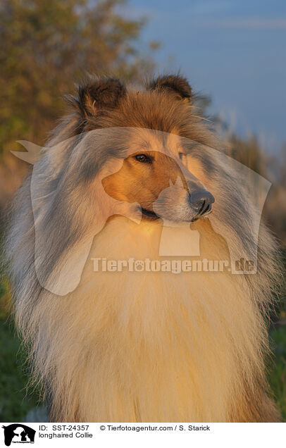 Langhaarcollie / longhaired Collie / SST-24357